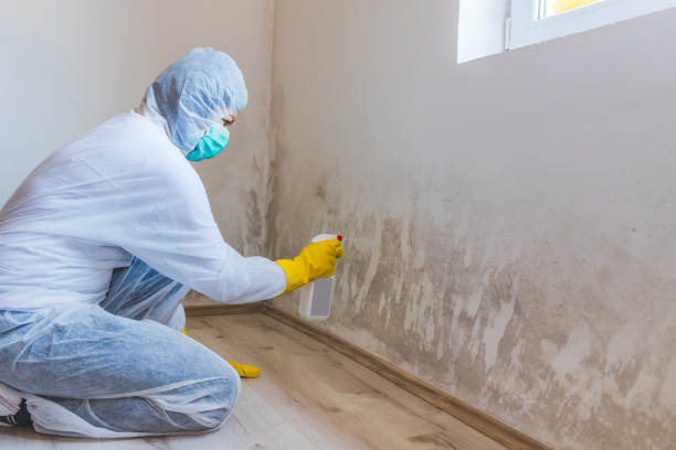 Licensed Mold Inspection service in Fairview, GA - WQB Mold Removal